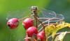 Sympetrum striolatum